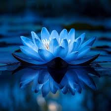 Blue Lotus Healingsession Meditationretrait 10 days