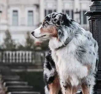 Hunde Spezial Tierheilung / Holy Spirit animal healing