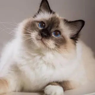 Katzen Spezial Tierheilung / Holy Spirit animal healing
